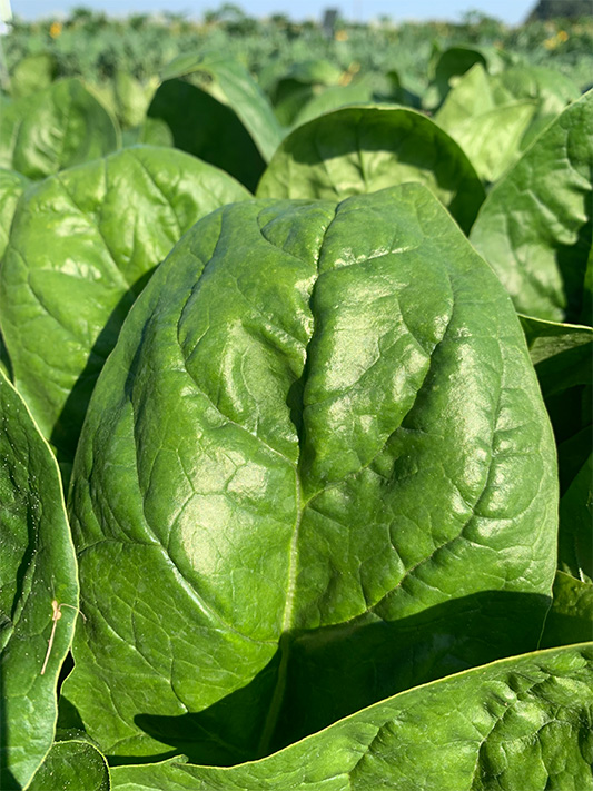 Kostenfaktor-Energie-spielt-bei-Gemüse-zur-Verarbeitung-eine-große-Rolle,-wie-bei-Spinat-zur-Frostung.