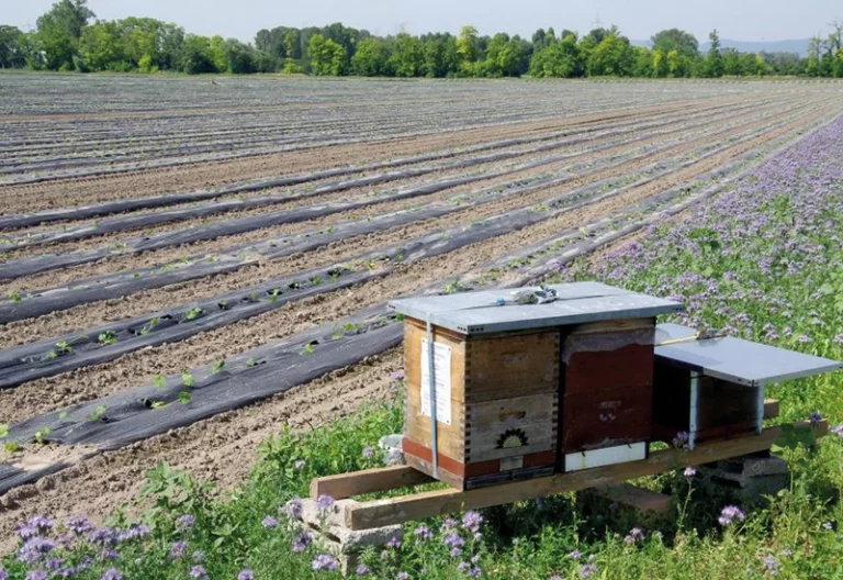Kooperation-Imker-Gemuesebau-Befruchtung- Bienenschutz