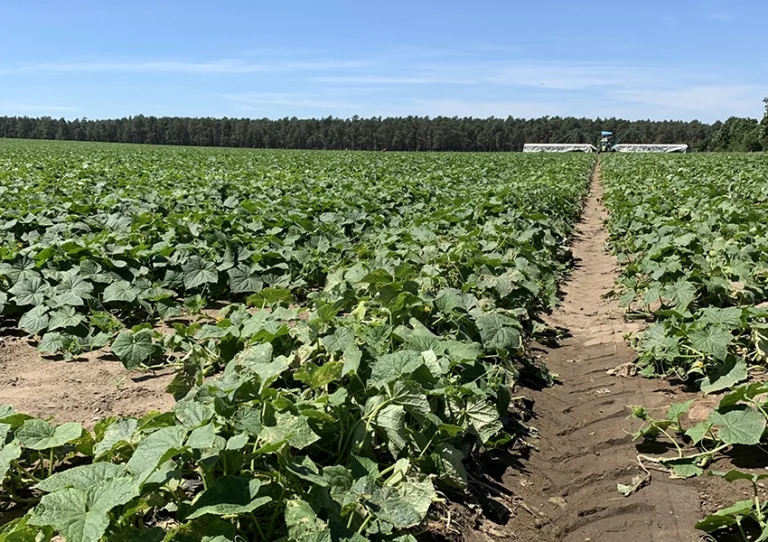 Steigende Lohnkosten, wachsender Druck Politik im Dialog mit Obst- und Gemüsebau